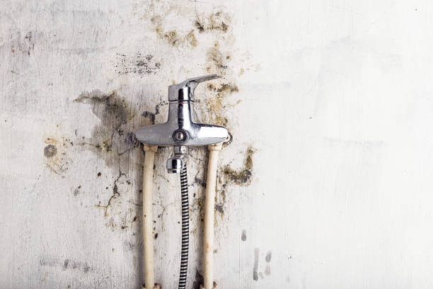 Trusted Signal Hill, CA Mold Remediation Experts