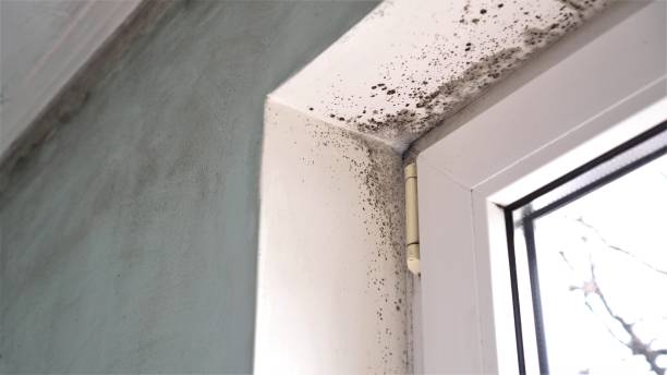 Best Mold Testing and Inspection Services in Signal Hill, CA