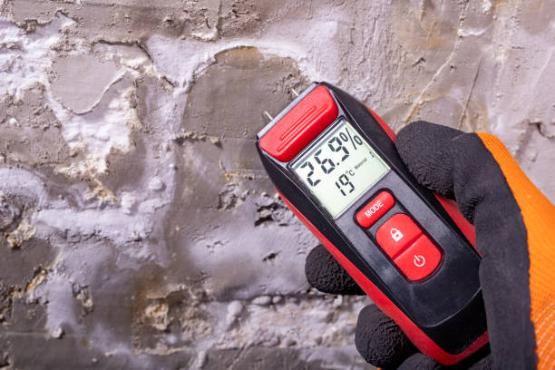 Best Attic Mold Remediation in Signal Hill, CA