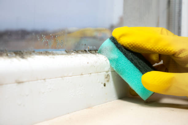 Best Post-Flood Mold Remediation in Signal Hill, CA
