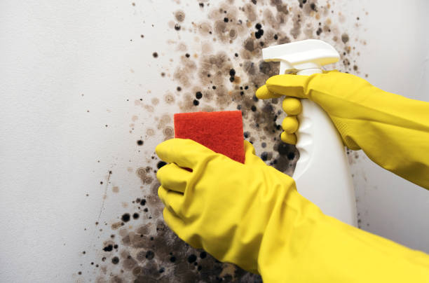 Best DIY Mold Remediation Support Services in Signal Hill, CA