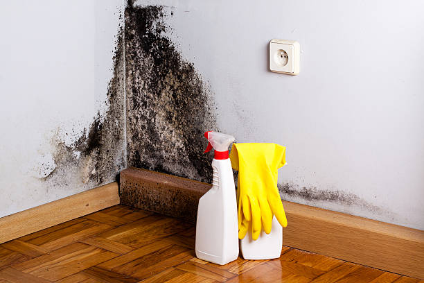 Best Residential Mold Remediation in Signal Hill, CA