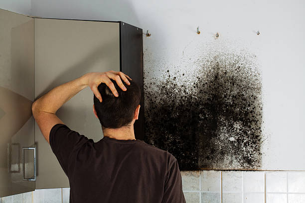 Best Localized Mold Remediation (e.g., coastal areas, humid climates) in Signal Hill, CA