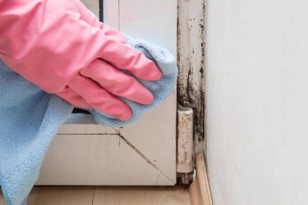 Best Basement Mold Remediation in Signal Hill, CA
