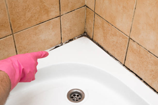 Best Bathroom Mold Remediation in Signal Hill, CA